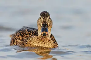 Roy Glen: Female Mallard at water level