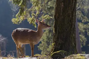 Silhouettes: One female Manchurian sika deer or Dybowski's sika deer (Cervus nippon mantchuricus or Cervus nippon dybowskii)