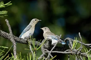 Sialia: Female Mountain Bluebird with fledgeling