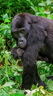 Gorilla: Female mountain gorilla (Gorilla beringei bering