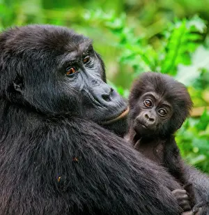 Gorilla: Female mountain gorilla (Gorilla beringei bering