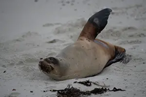 Harbour: Female New Zealand Sea Lion