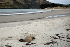 Harbour: Female New Zealand Sea Lion
