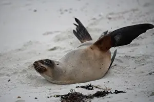 Harbour: Female New Zealand Sea Lion