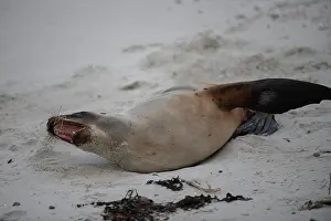 Harbour: Female New Zealand Sea Lion yawning