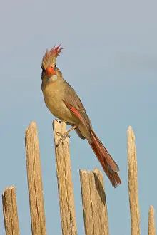 Cardinalis: Female Northern Cardinal
