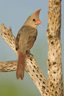 Cardinalis: Female Northern Cardinal