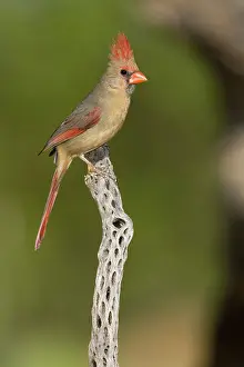 Cardinalis: Female Northern Cardinal