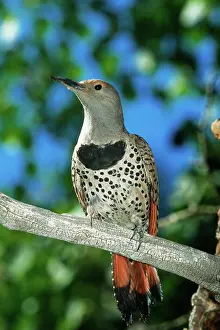 Flicker: Female Northern Flicker