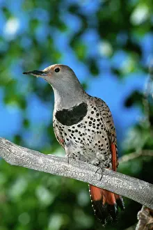 Flicker: Female Northern Flicker