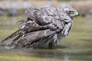 Accipiter: Female Northern Goshawk (Accipiter gentilis) ba