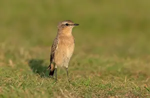 Migrating: Female Northern wheatear, Oenanthe oenanthe migr