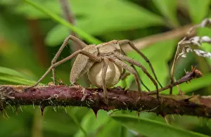 Maternal: Female Nursery web spider, Pisaura mirabilis, ca