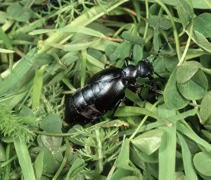 Scarce: Female Oil Beetle