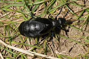 Meloe: A female oil beetle - Larvae live in solitary bee's nests