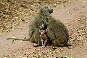 Cynocephalus: Female Olive Baboon with baby, Papio cynocephalus