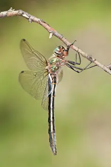 Dragonflies: Female of Orange-spotted emerald (Oxygastra curtisii) perched on branch, Piedmont, Italy