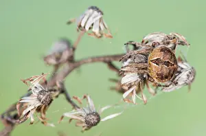 Spiders: Female of orb-weaver spider (Aganelatea redii) waiting for pray, Liguria, Italy