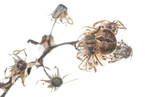 Spiders: Female of orb-weaver spider (Aganelatea redii) on a white background, Liguria, Italy