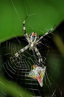 Weaver: Female Orb-weaver Spider with Cricket prey