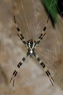 Argiope: Female Orb-weaver Spider on web - Klungkung, Bali