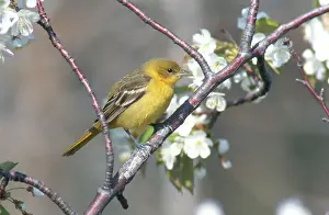 Oriole: Female Orchard Oriole