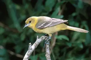 Oriole: Female Orchard Oriole