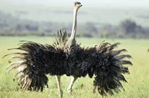 Struthionidae: Female Ostrich displaying feathers
