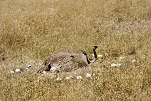 Struthionidae: Female Ostrich sitting on communal eggs
