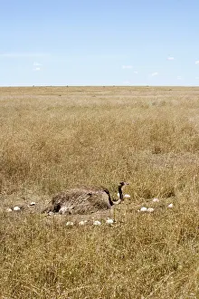 Struthionidae: Female Ostrich sitting on communal eggs