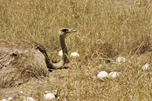 Struthionidae: Female Ostrich sitting on communal eggs