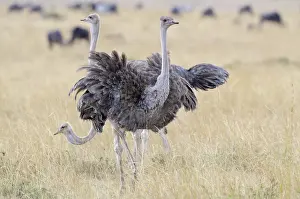 Ostriches: Female Ostriches