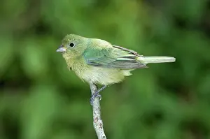 Passerina: Female Painted Bunting (Passerina ciris)