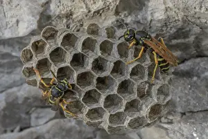 Working: Female Paper Wasps, Polistes sp, working on nest