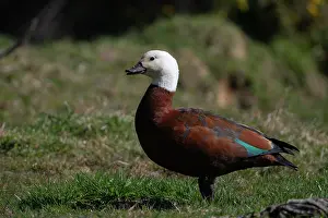 Colin Marshall: Female Paradise Shelduck