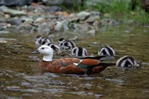 Paradise: Female Paradise Shelduck with ducklings