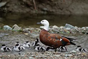 Paradise: Female Paradise Shelduck with ducklings