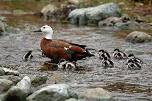 Paradise: Female Paradise Shelduck with ducklings