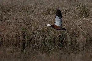 Colin Marshall: Female Paradise Shelduck flying