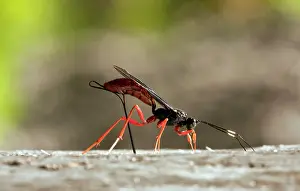 Ichneumon: Female parasitic Commander Wasp - Ichneumon - seeking
