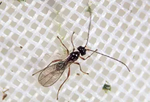 Parasitoid: Female parasitoid wasp