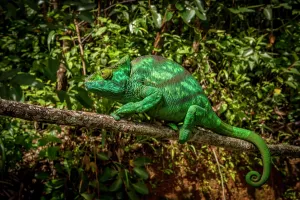 Parson: A female parson chameleon (Calumma parsonii parsonii) of the