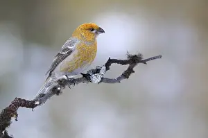 Grosbeak: A female Pine Grosbeak (Pinicola enucleator) on