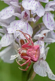 Maculata: Female Pink Crab Spider, Thomisus onustus waitin