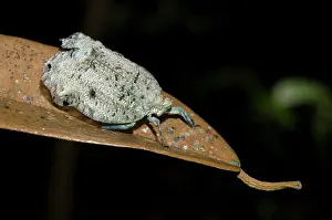 Planthopper: Female Planthopper