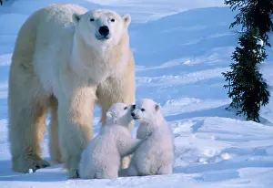 Cuddle: Female Polar Bear Standing with 2 Cubs at her feet