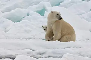 Mayen: Female Polar bear (Ursus maritimus) with cub, Svalbard