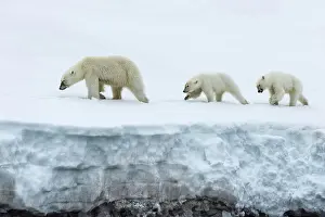 Mayen: Female polar bear (Ursus maritimus) followed by
