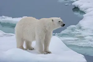Floes: Female Polar bear (Ursus maritimus) on the pack