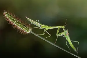 Religiosa: Female Praying mantis (Mantis religiosa) eating